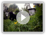 Regardez l'équipe des ours de Carélie en action